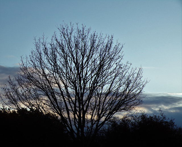 l'heure bleue