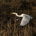 Great white egret