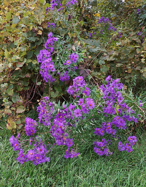 New England Aster