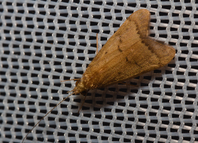 IMG 0387 Moth