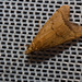 IMG 0387 Moth