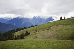 Hurricane Ridge
