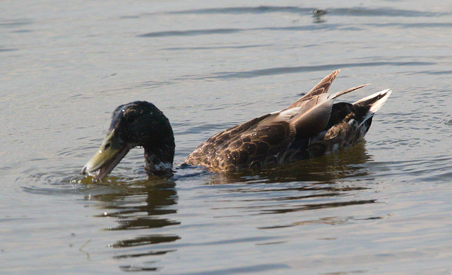 EF7A0584 Mallard Drake