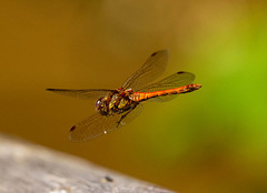 Common darter