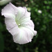 A  White Beauty.