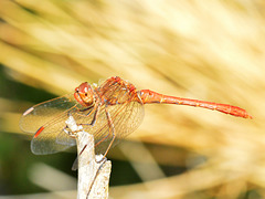 Southern Darter m (Sympetrum meridionale) 19-09-2012 09-33-29