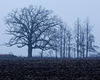 Trees in the Fog