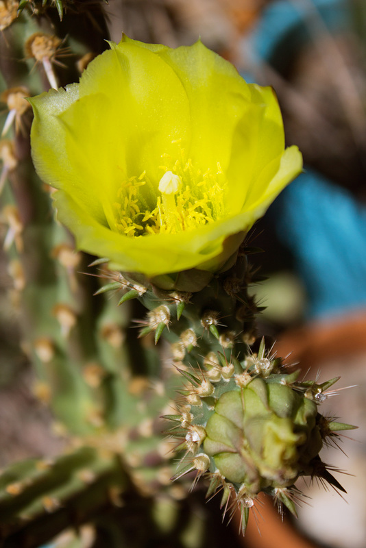Prickly Pickle blossom