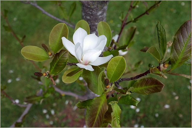 Magnolia