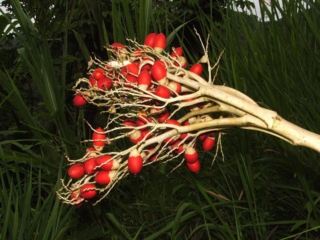 #46 - Rob Stamp - Red Berries - Tobago - 36̊ 1point