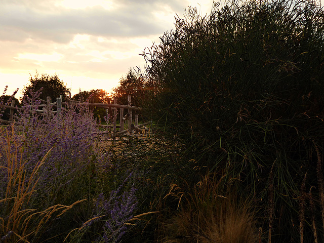 Sunset on Fordham Park