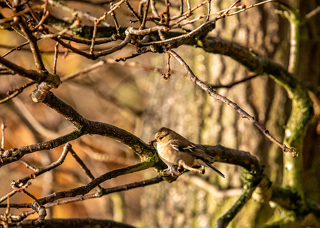 Chaffinch