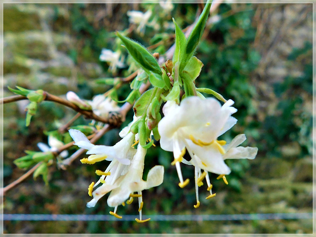 Au jardin : Chèvrefeuille d'hiver