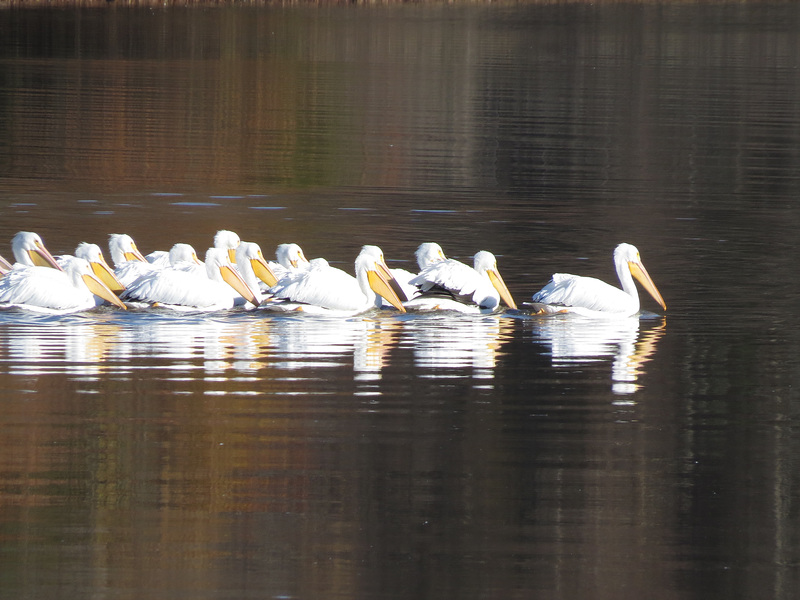 American white pelicans