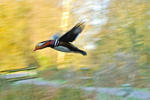 Flying Mandarin!