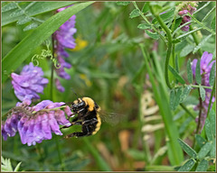 Some bee, some vetch