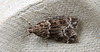 Moth IMG 3788