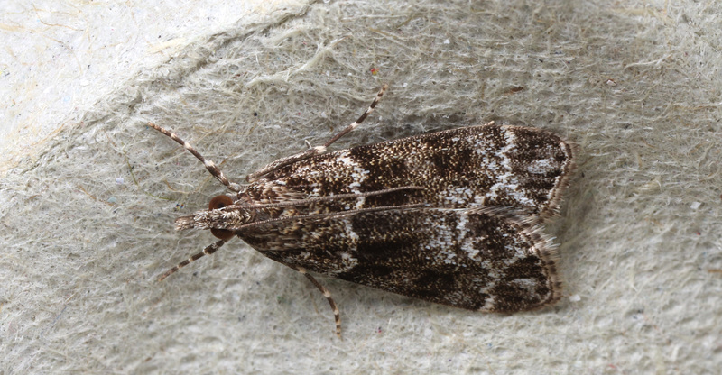 Moth IMG 3788