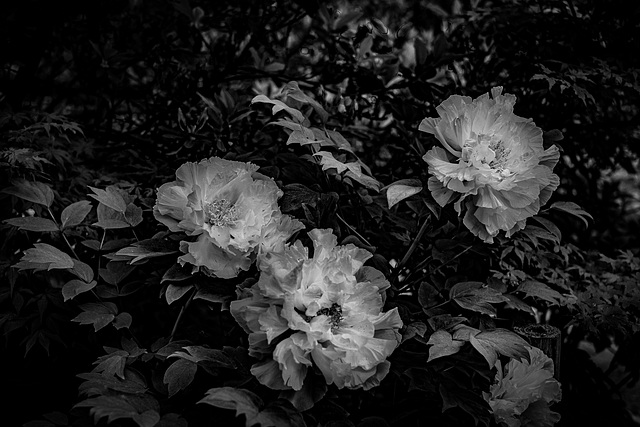 Peony blossoms