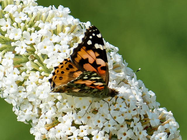 Distelfalter auf Sommerflieder