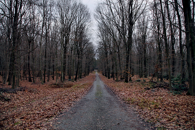 Tiefer Weg (Haard, Haltern am See) / 26.12.2023