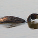 EF7A0629 Great Crested Grebe-2