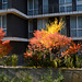 Bulgaria, Autumn 2024, Look from My Balcony