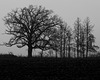 Trees in the Fog