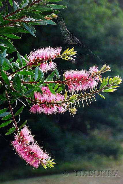 Callistemon and cobweb