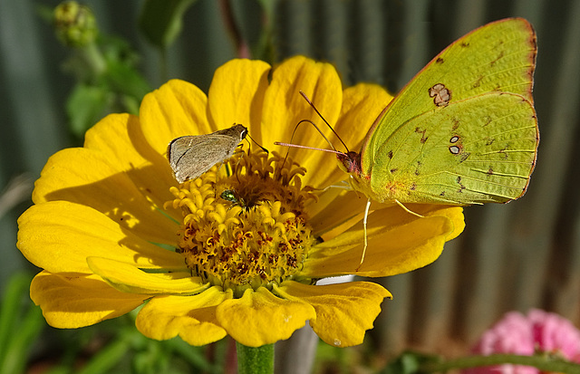 Cloudless Sulphur  (Phoebis sennae) & Sachem Skipper (Atalopedes campestris) & a Greenbottle fly !