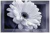 Gerbera