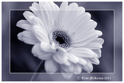 Gerbera