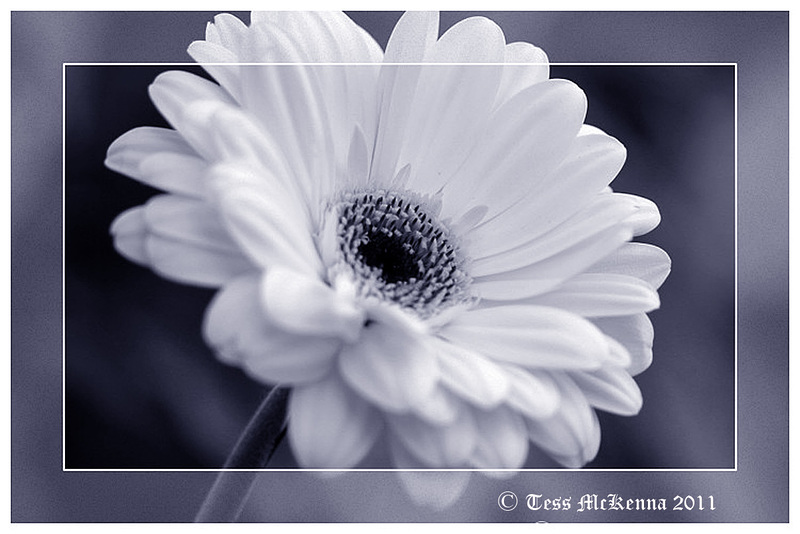 Gerbera