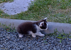 Les chatons de Nella .