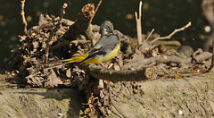 Yellow Wagtail EF7A3715