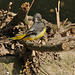 Yellow Wagtail EF7A3715