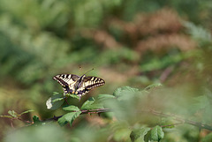 18.07.25 Tumulus de Tumiac 6869