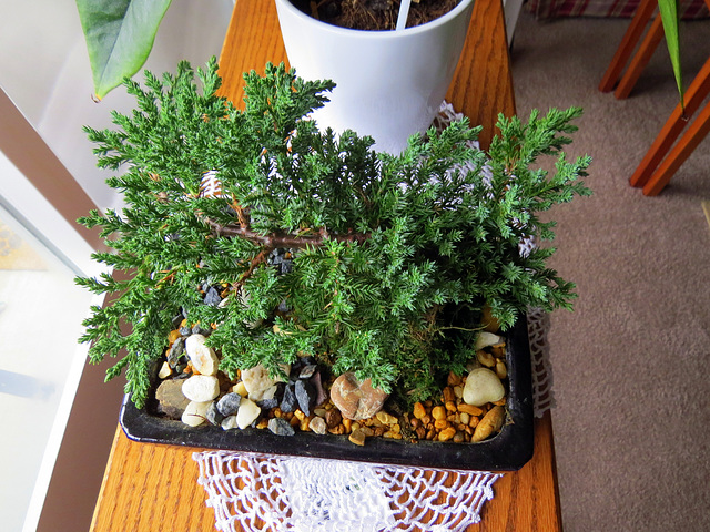 My first Bonsai tree, a juniper.