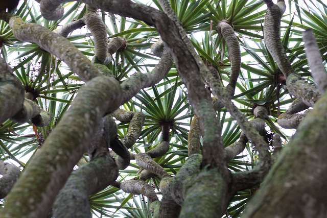 Dracaena draco