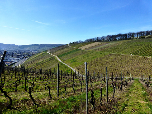 Frühling in den Weinbergen