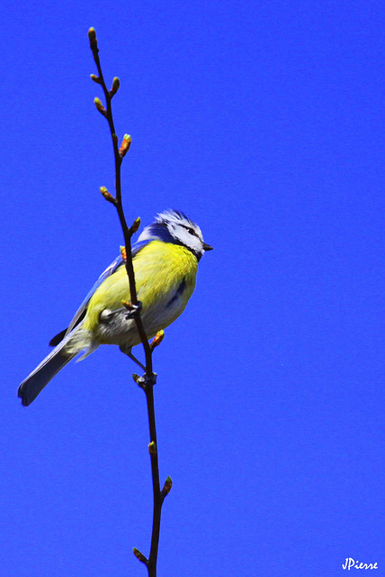 La petite mésange bleue