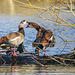 Egyptian geese