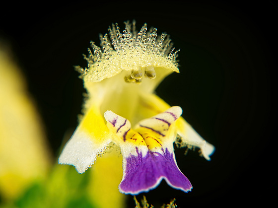 Mir entlockt der  Bunte Hohlzahn (Galeopsis speciosa) immer ein Lächeln :))  The colorful hollow tooth (Galeopsis speciosa) always makes me smile :))  La dent creuse colorée (Galeopsis speciosa) me fait toujours sourire :))