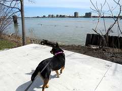 Maggie's first visit at the river