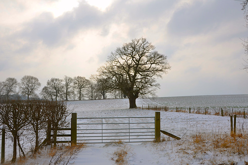 Fields near Newport