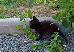 Les chatons de Nella .