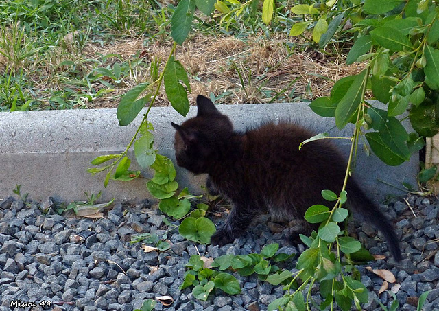 Les chatons de Nella .