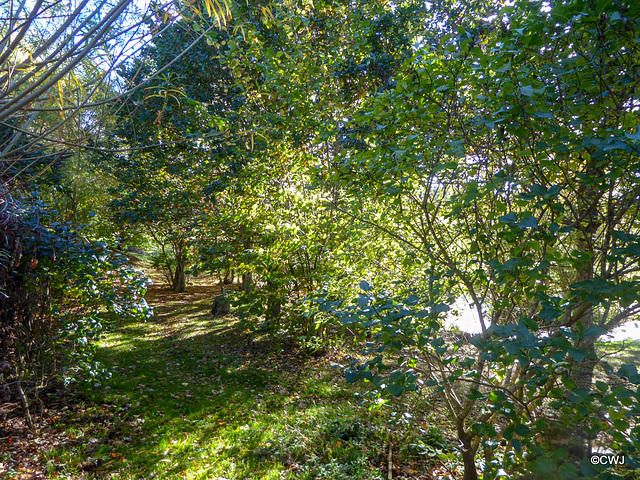 Sunny Autumn Monday - colours by the pond