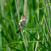 Reed warbler