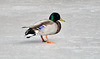 duck on ice DSC 8722